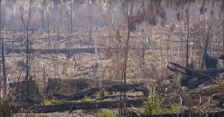 Foto: Ecossistema consumido pelas chamas e destruído por uma queimada