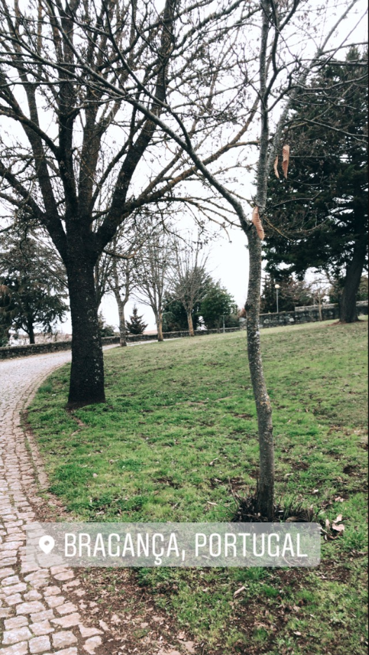 Foto 1 – Cenário e vegetação típica da região de Bragança, Portugal.