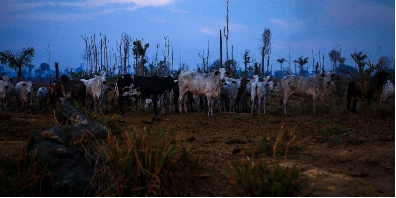 Foto: Cena do documentário “Sob a pata do boi”