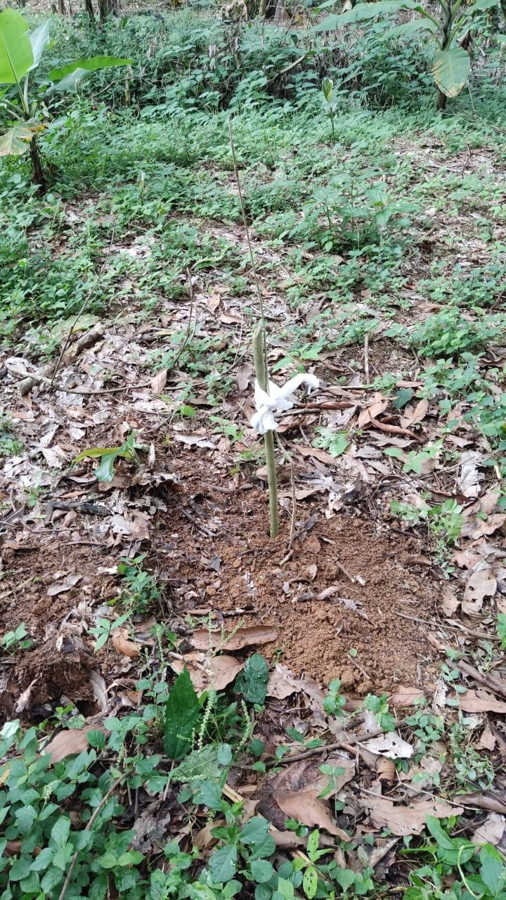 Imagem 7: muda de cambuci plantada no sítio da aluna Monick Souza (foto enviada pela aluna).