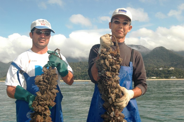 Cultivo de Moluscos